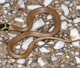 Eirenis modestus