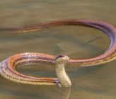 Four-lined Snake